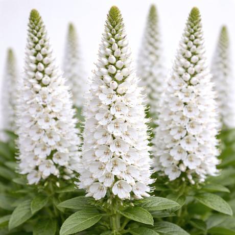 Veronica spicata 'Snow Candles' | Speedwell 'Snow Candles' | {tray