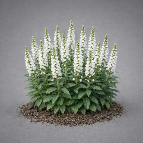 Veronica spicata 'Snow Candles' | Speedwell 'Snow Candles' | {tray
