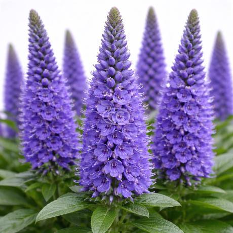 Veronica spicata 'Sunny Border Blue' | Speedwell 'Sunny Border