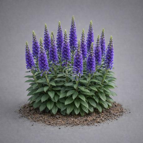 Veronica spicata 'Sunny Border Blue' | Speedwell 'Sunny Border