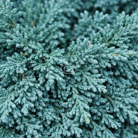 Blue Rug Juniper - Thumbnail 2
