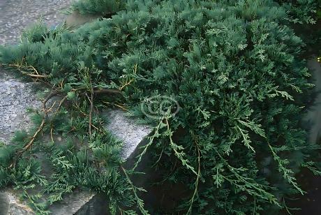 Blue Rug Juniper - Thumbnail 3