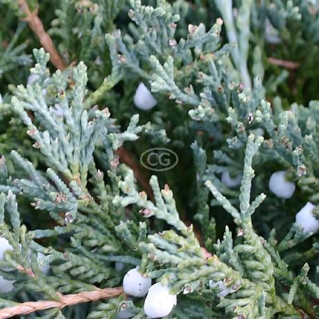 Blue Rug Juniper - Thumbnail 5