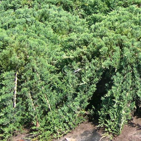 Blue Rug Juniper - Thumbnail 4