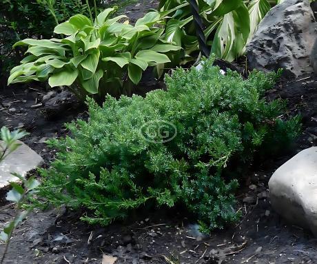 Juniperus procumbens 'Nana' | Dwarf Japanese Juniper | {3-Gallon