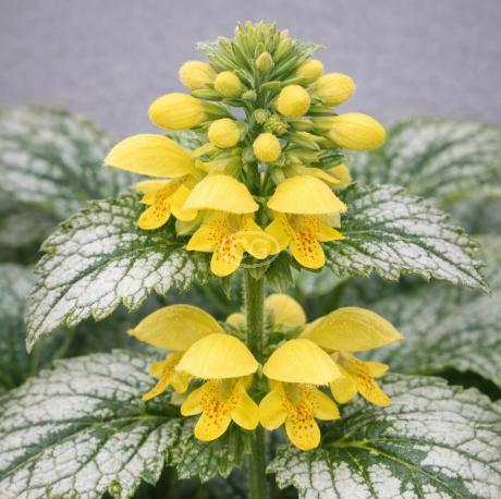 Lamium galeobdolon 'Variegatum' | Yellow Archangel | {1-Gallon pot