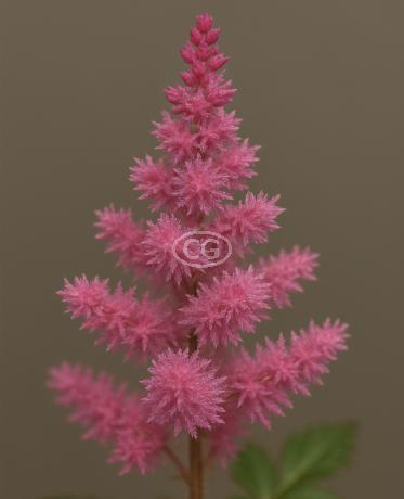 Astilbe arendsii 'Rheinland' | False Spirea (Pink) | {10 Bare Root plants}  - Classy Groundcovers