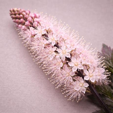 Classy Groundcovers Bugbane