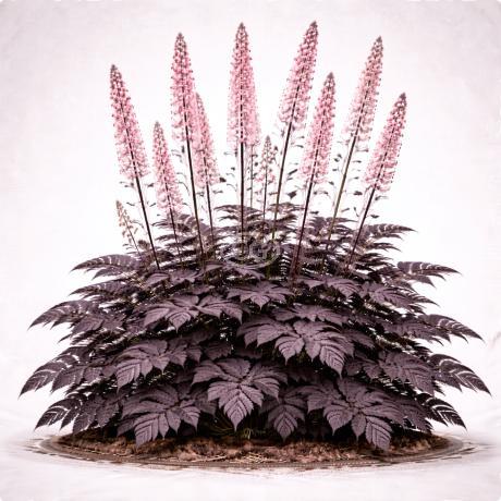 Classy Groundcovers Bugbane - Thumbnail 2