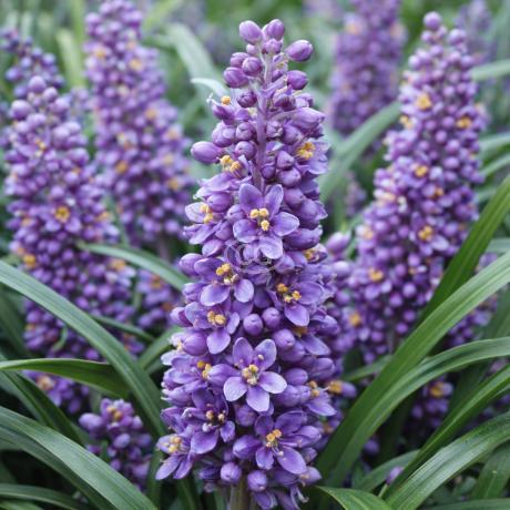 Liriope muscari 'Big Blue' | Lily Turf 'Big Blue' | {50 Bare Root