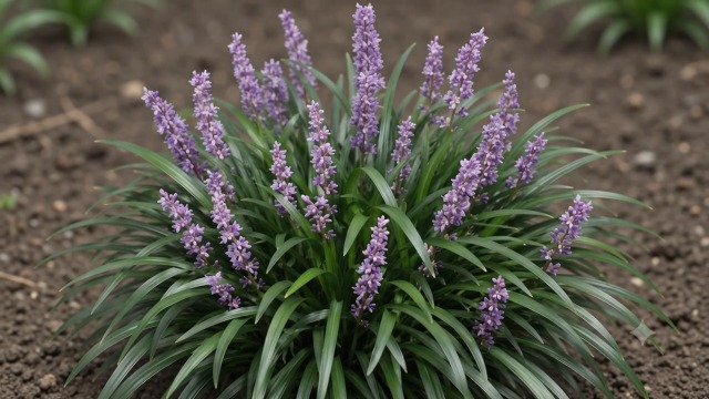 Creeping Lily Turf {10 1-Gallon plants, depotted} thumbnail